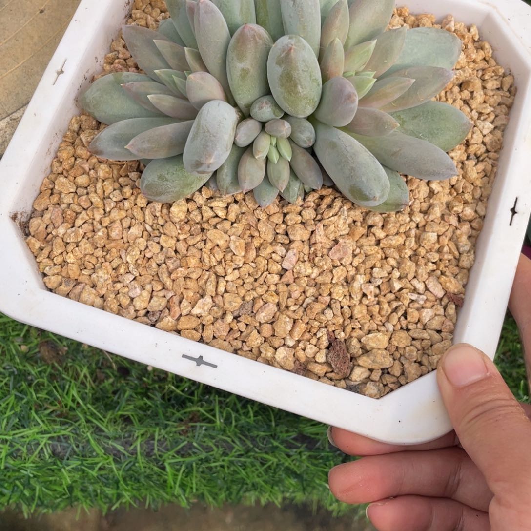多肉植物和植物等植物为