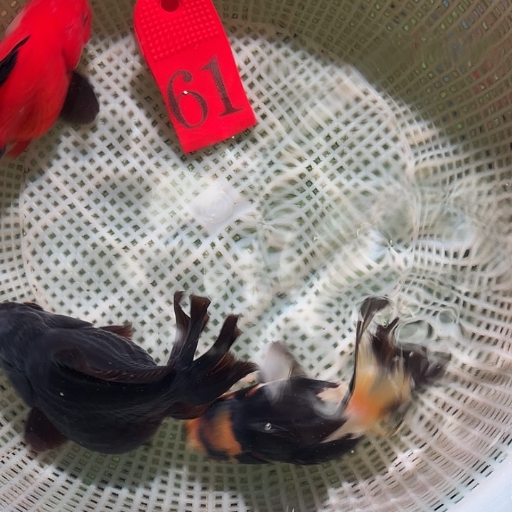 金鱼61号尺寸8-11区间