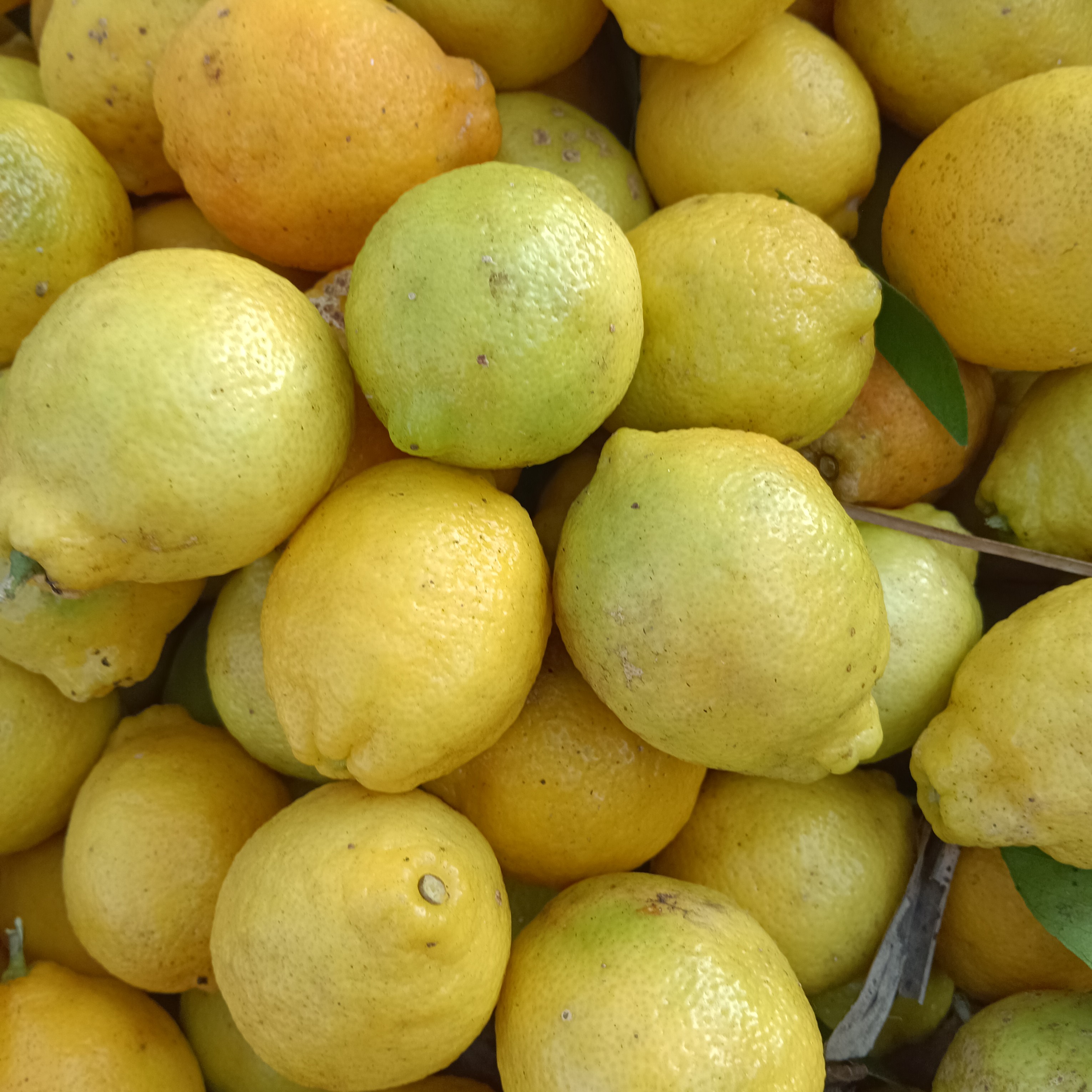 黄柠檬 集市现收 新鲜采摘