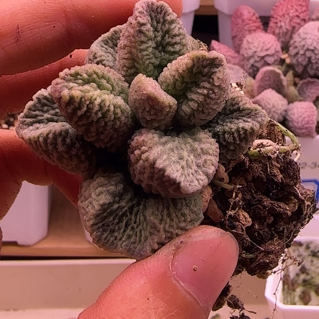 专拍一物一拍1111