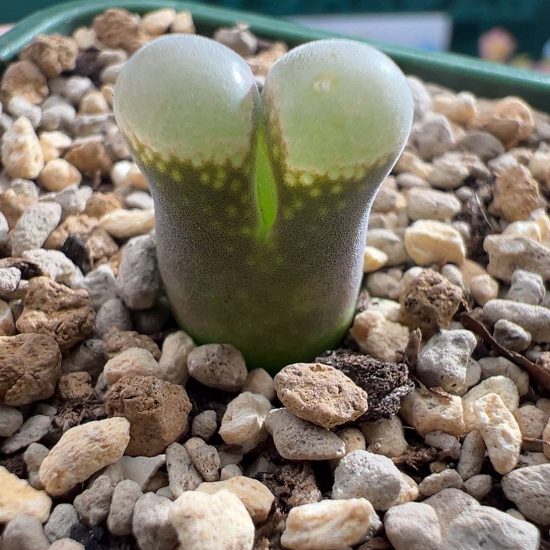 g7.11/2248。b23。2.5年 炸福利 