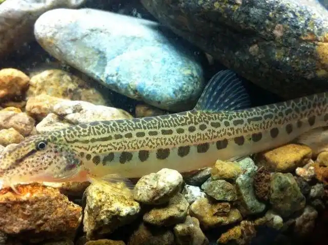 野采花鳅原生态观赏鱼清洗沙石吃残渣冷水鱼包损