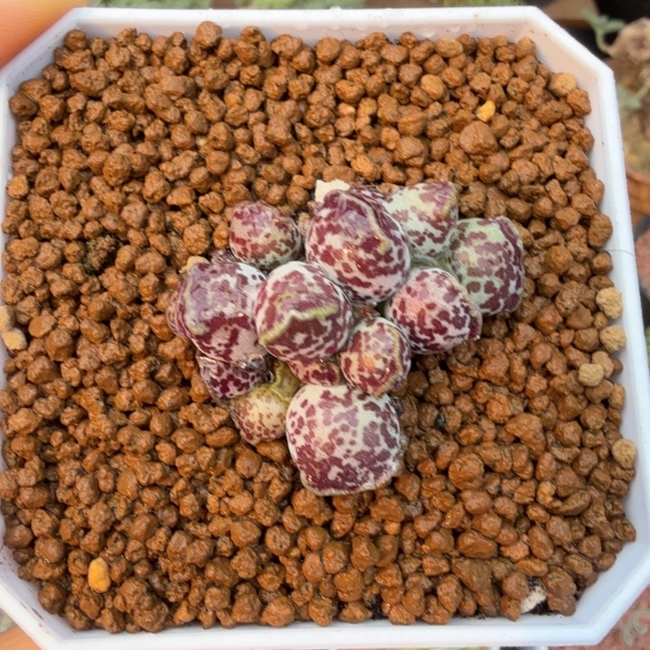 紫肌海豹（满28包邮）