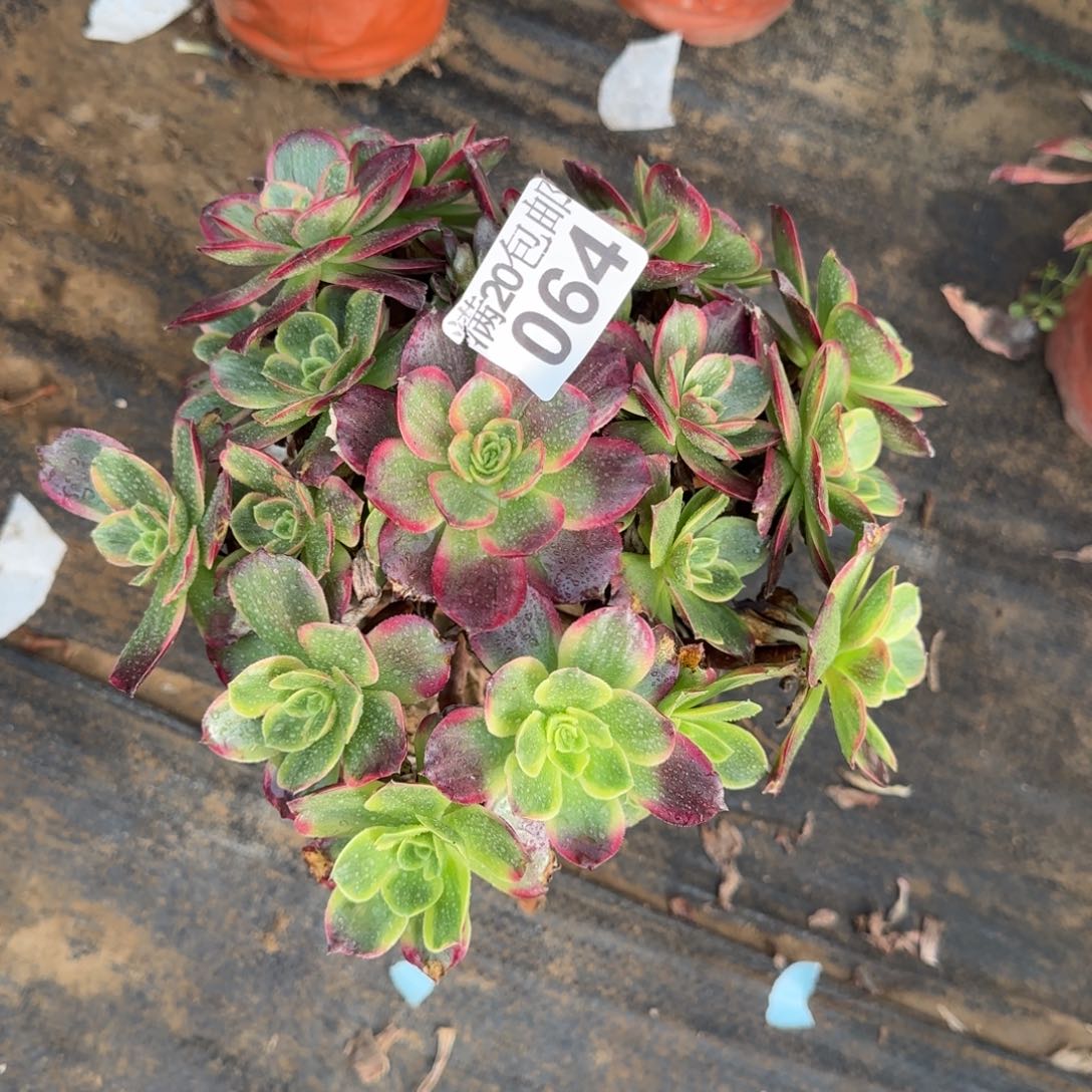 红豆多肉064满20包邮断枝不包