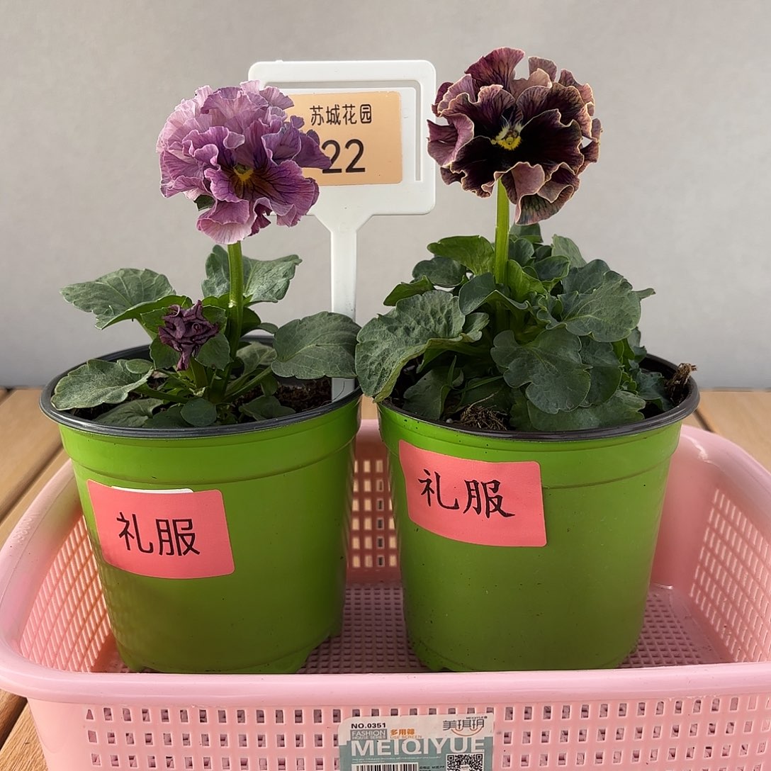 大部分开放少量花苞22