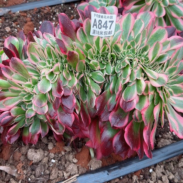 多肉法师粉女郎缀化