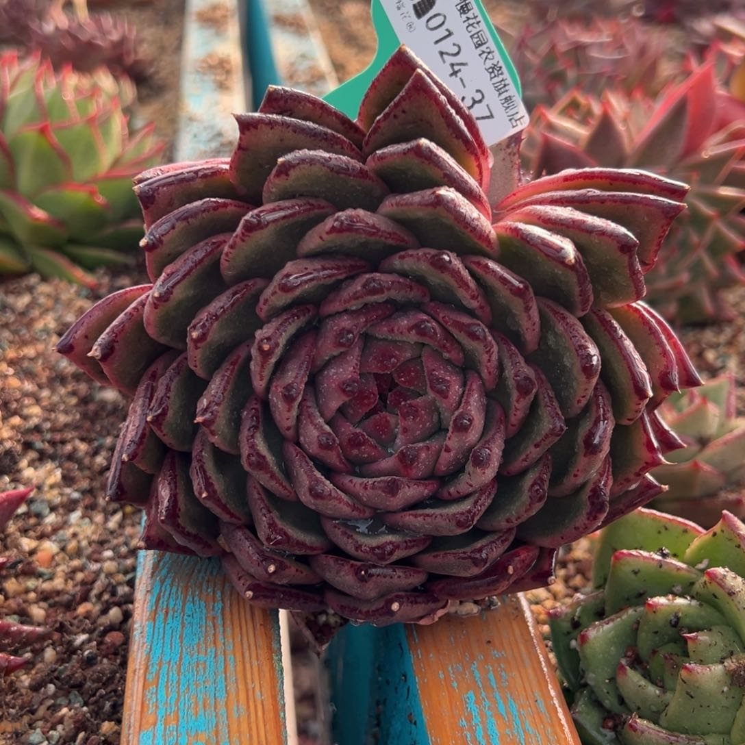 从前慢多肉精选编号0124.37