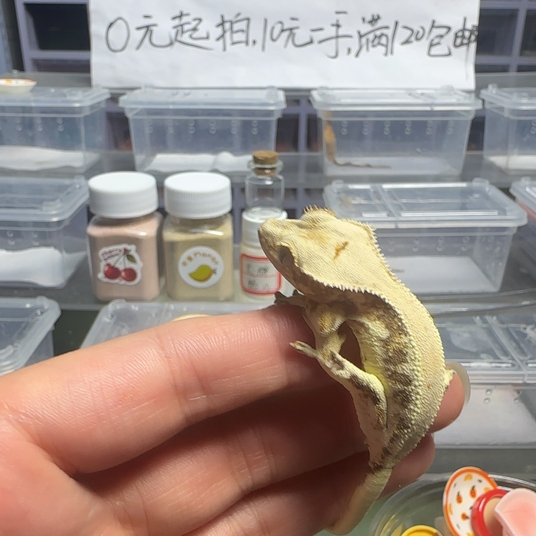 睫角守宫莉莉白小满背