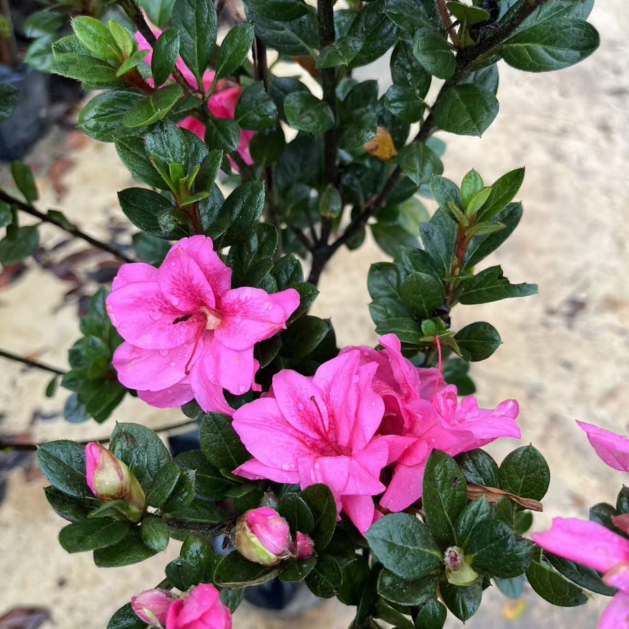 云南临沧产地直发杜鹃花四季开花家庭版80cm-140cm（不含）带花苞