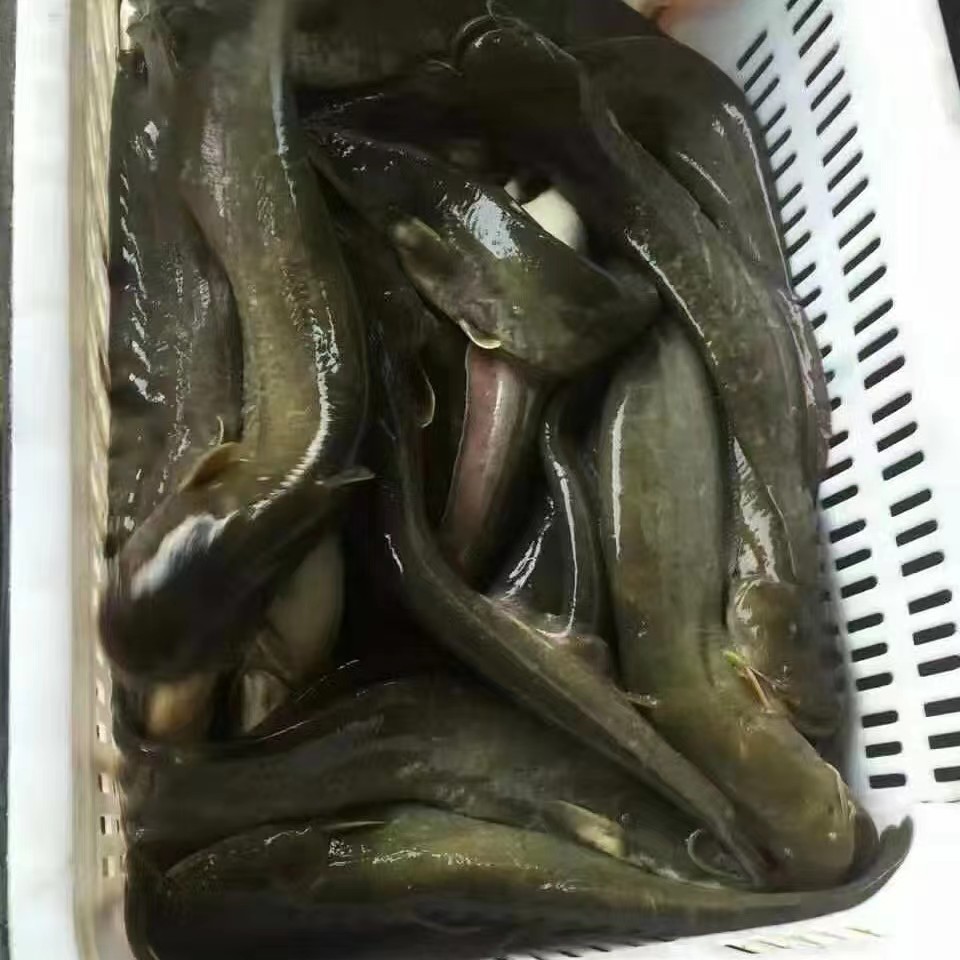 （按斤）冰鲜现捞土鲶鱼 生态养殖