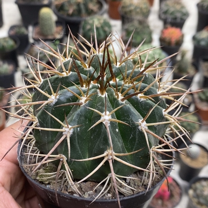 实生彩云特价福利