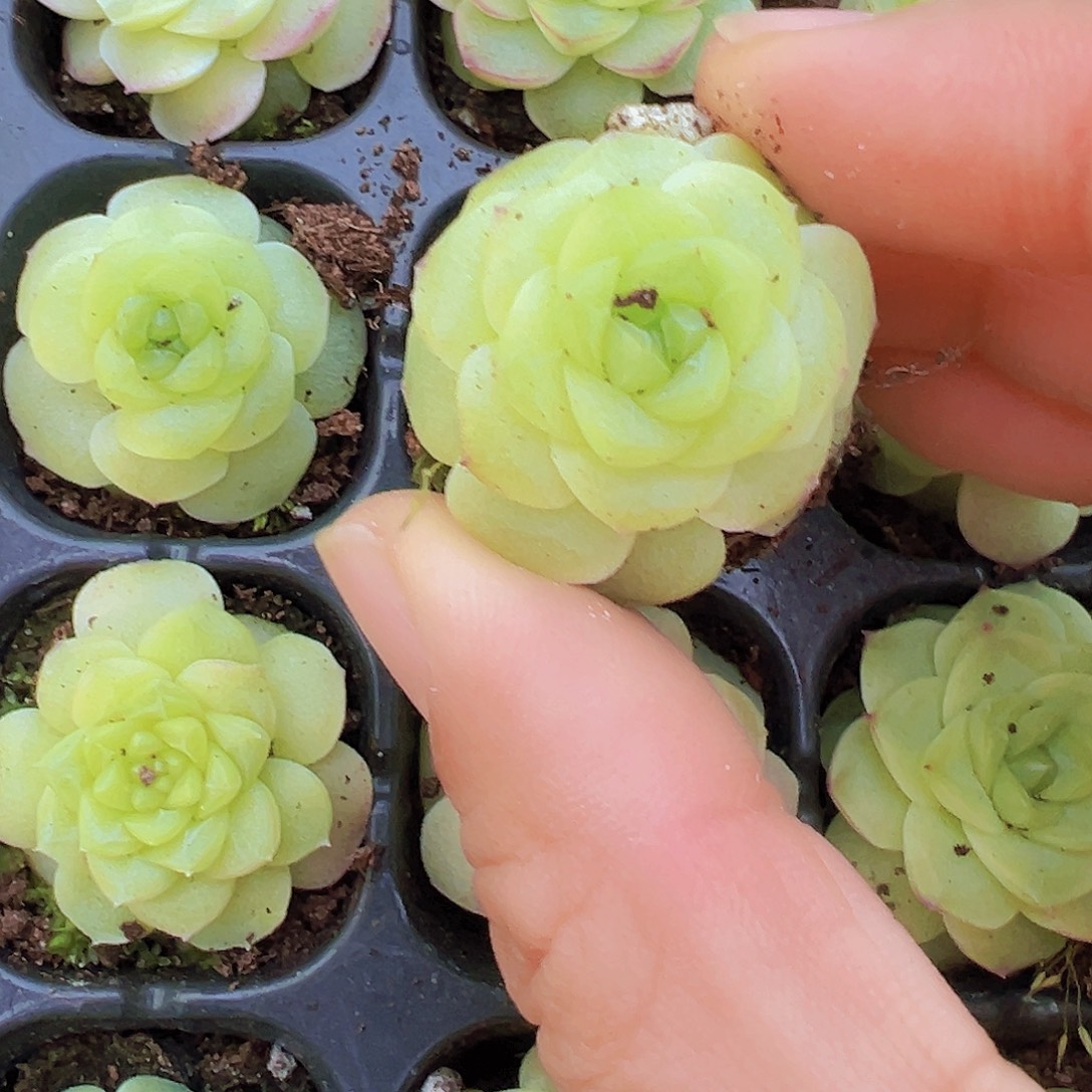 化水色麦秆3颗苗多肉