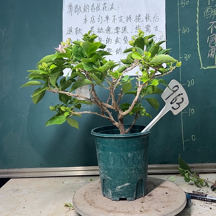 完全开放粉天使 小树头 963