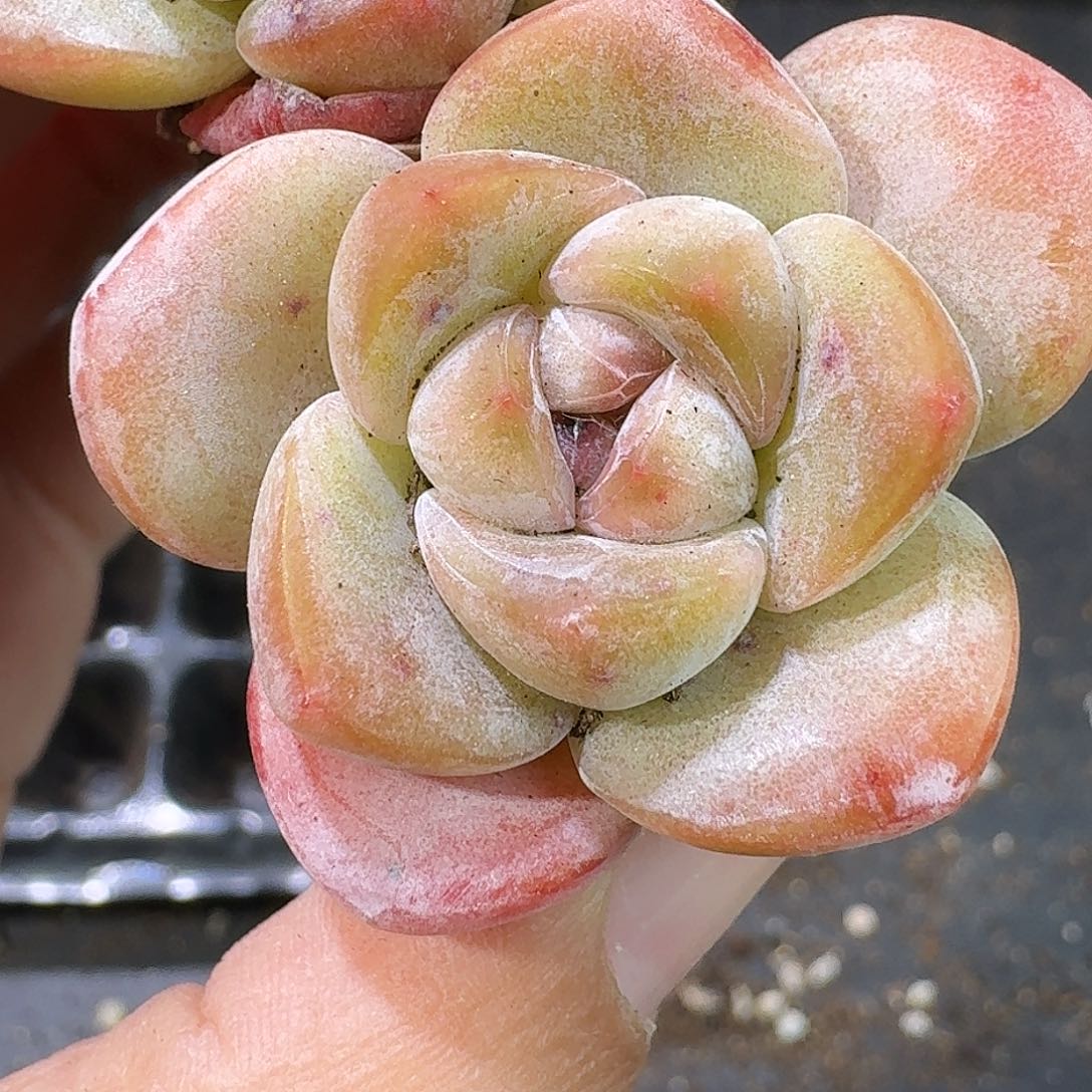 08号到手7颗，大单头琥珀鱼