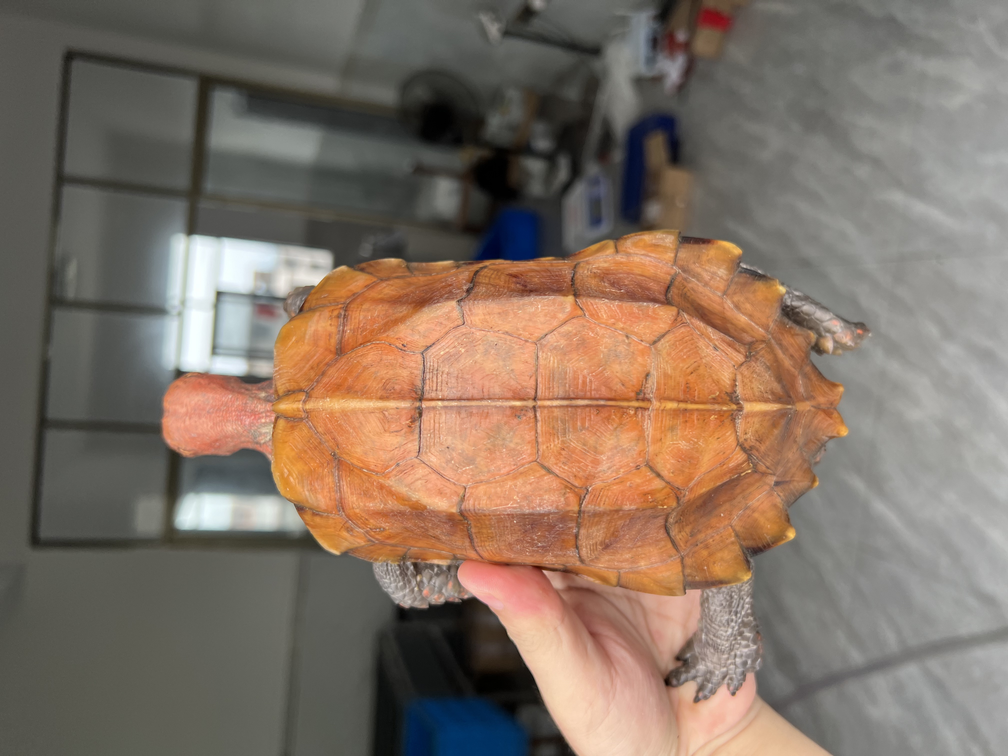 锯缘龟。录仔，带蛋