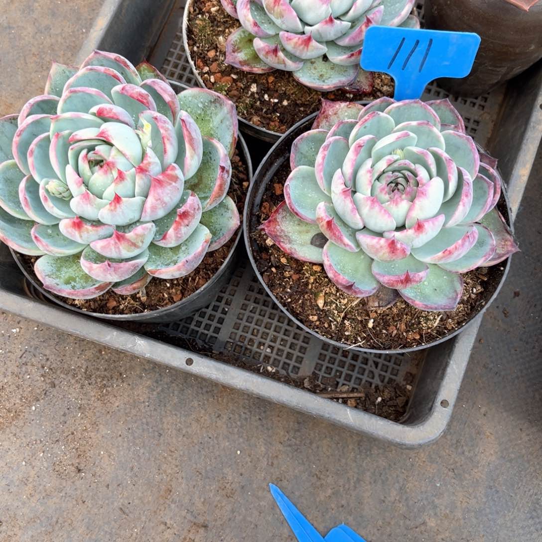 丽*梦111惊鸿仙子三颗多肉