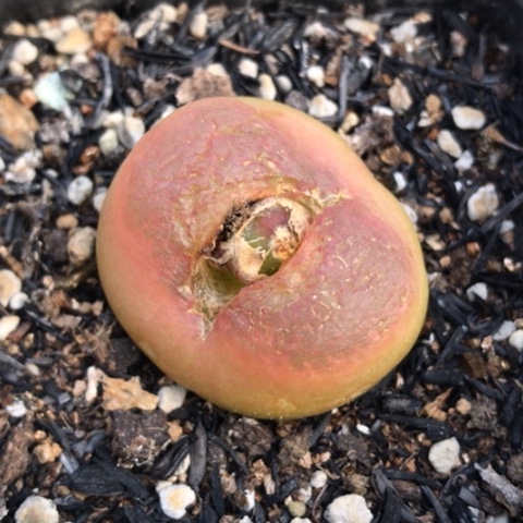 多肉肉锥 3.3Cm 水蜜桃