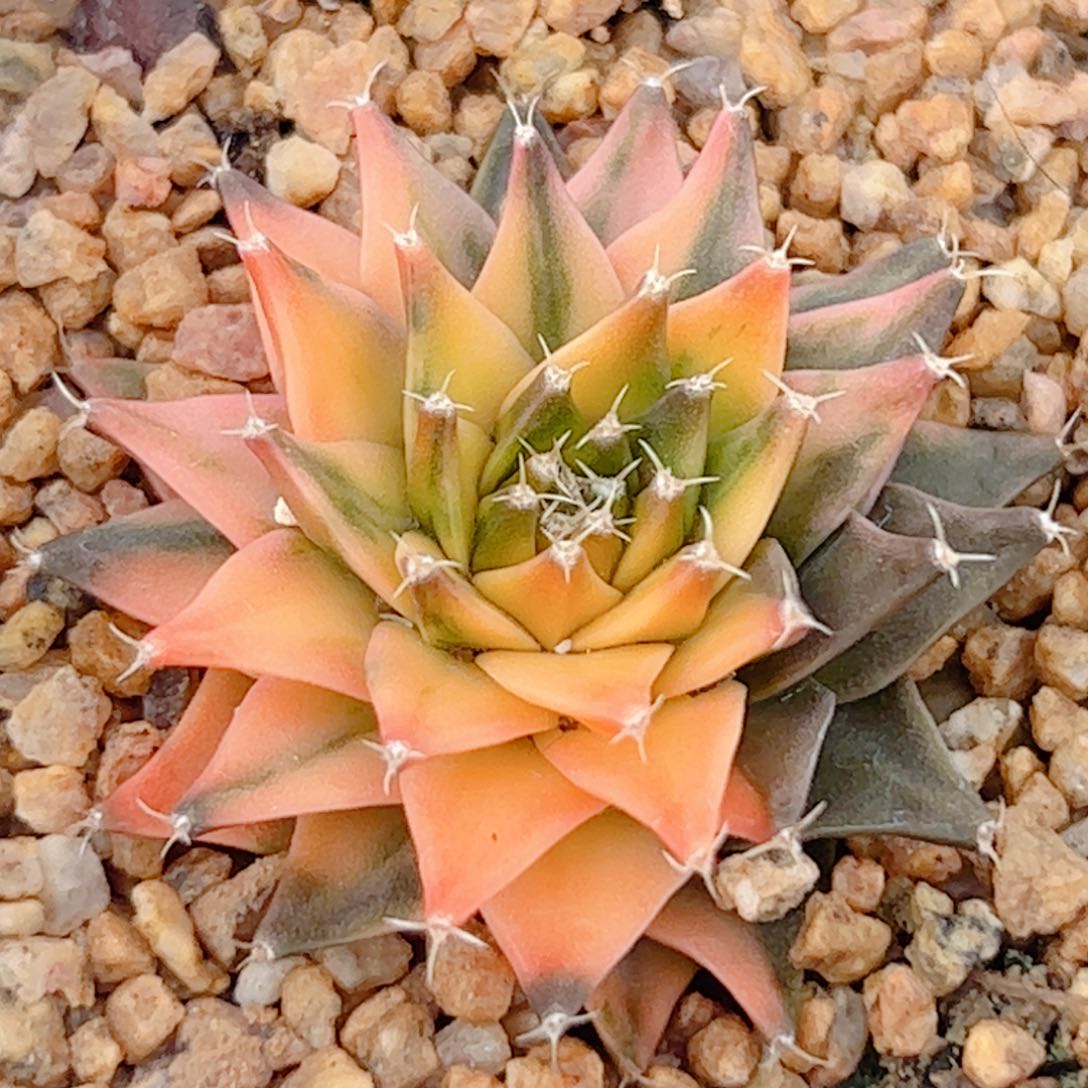 实生 帝冠锦仙人球