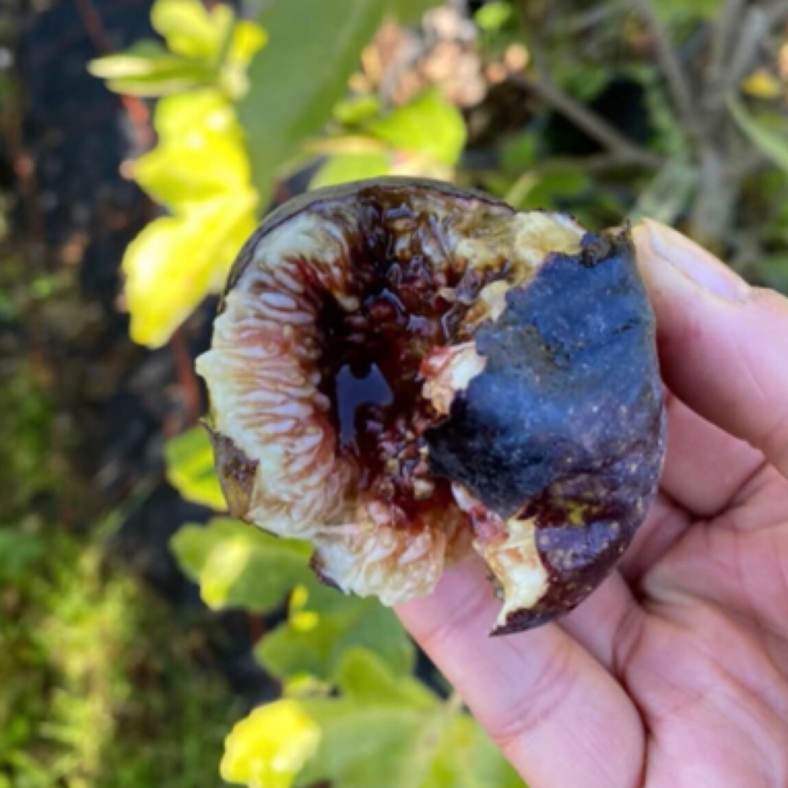 老何无花果苗一物一拍（直播）