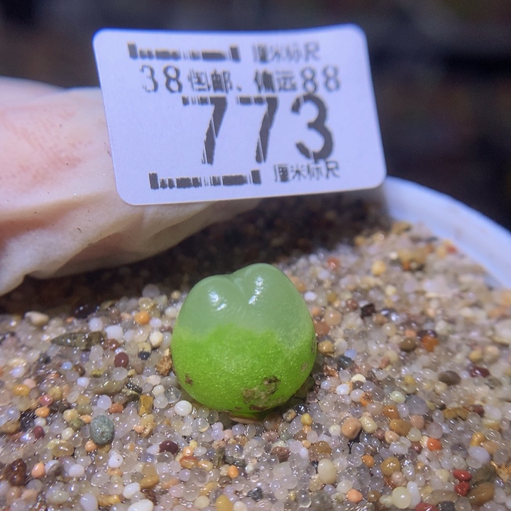 Sss精品生石花773