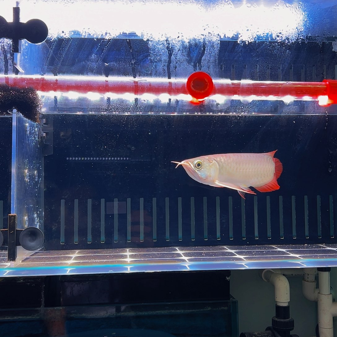 ღ***ღ海水鱼红龙热带鱼观赏鱼