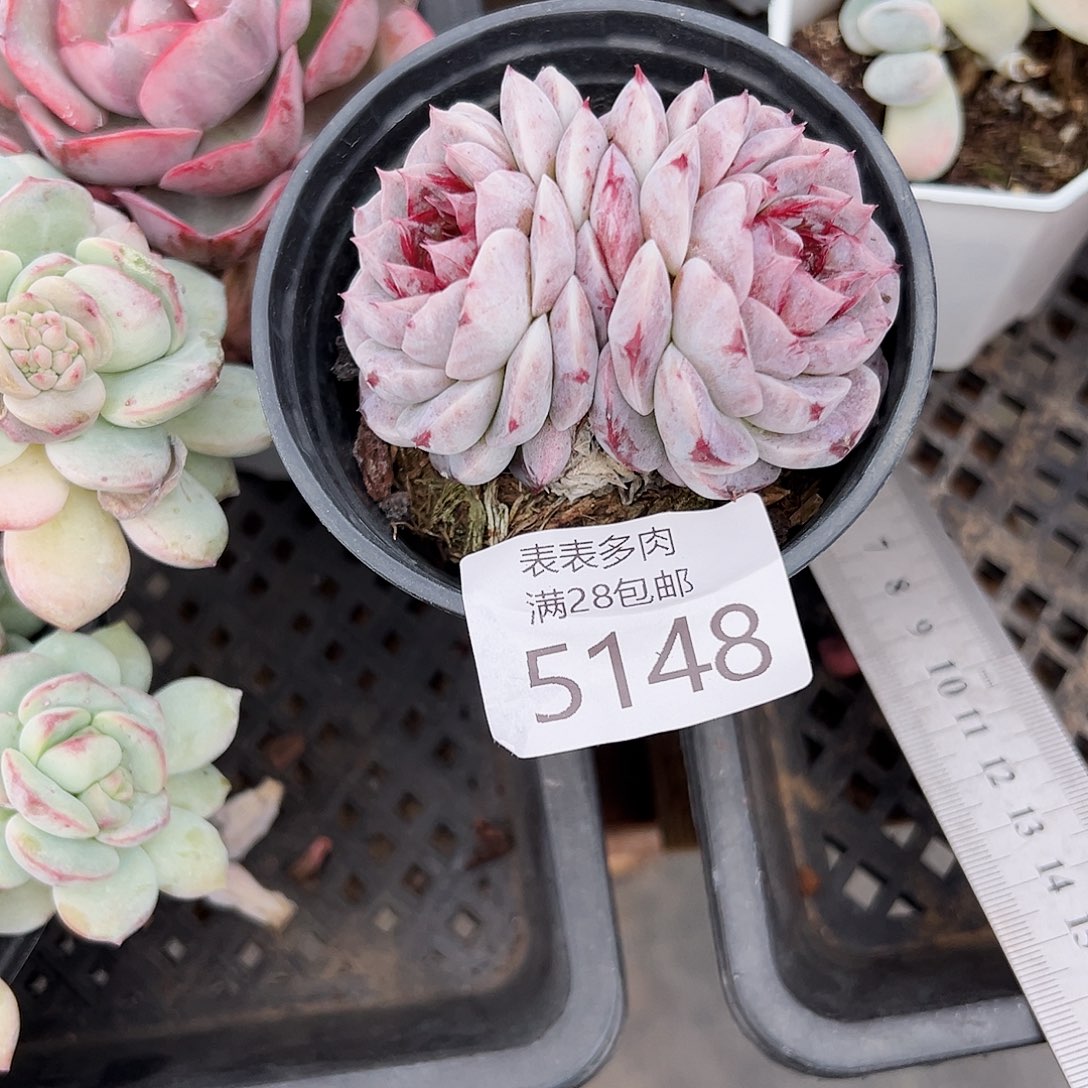 9号宅****下我们的确是5148