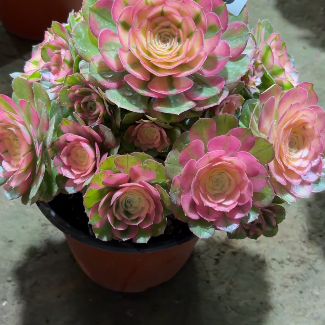 二***妞荔枝福利老桩725肉肉肉