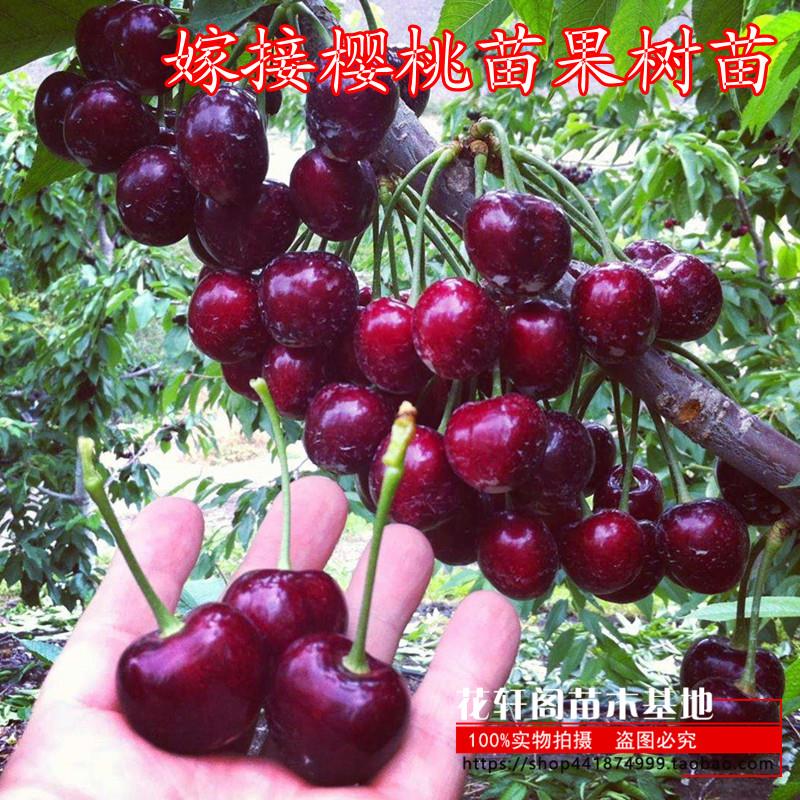 樱桃树苗车厘子苗嫁接樱桃苗果树苗盆栽地栽南北方种植苗当年结果