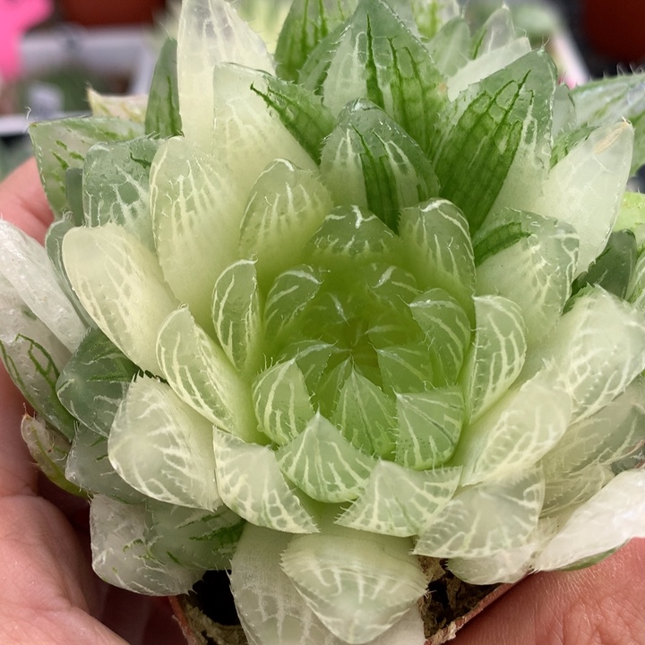 糊斑樱水晶玉露锦带盆土