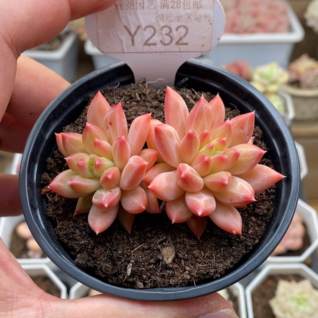 0232甲骨文6.5厘米