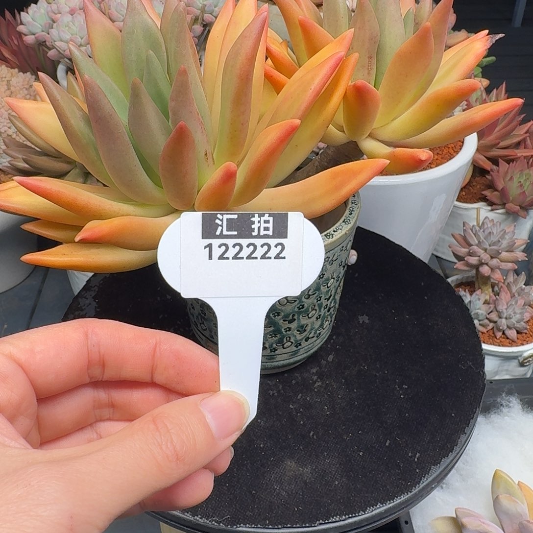 精品多肉植物122222