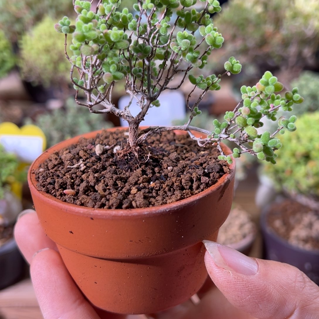 10158蜜橘带盆小精致