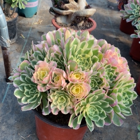 雨花石多肉植物05号