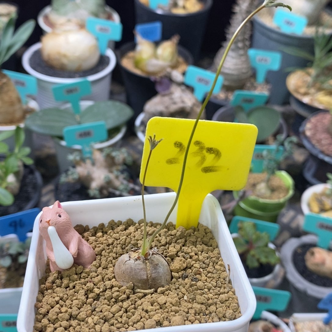 旋柄洋葵多肉植物