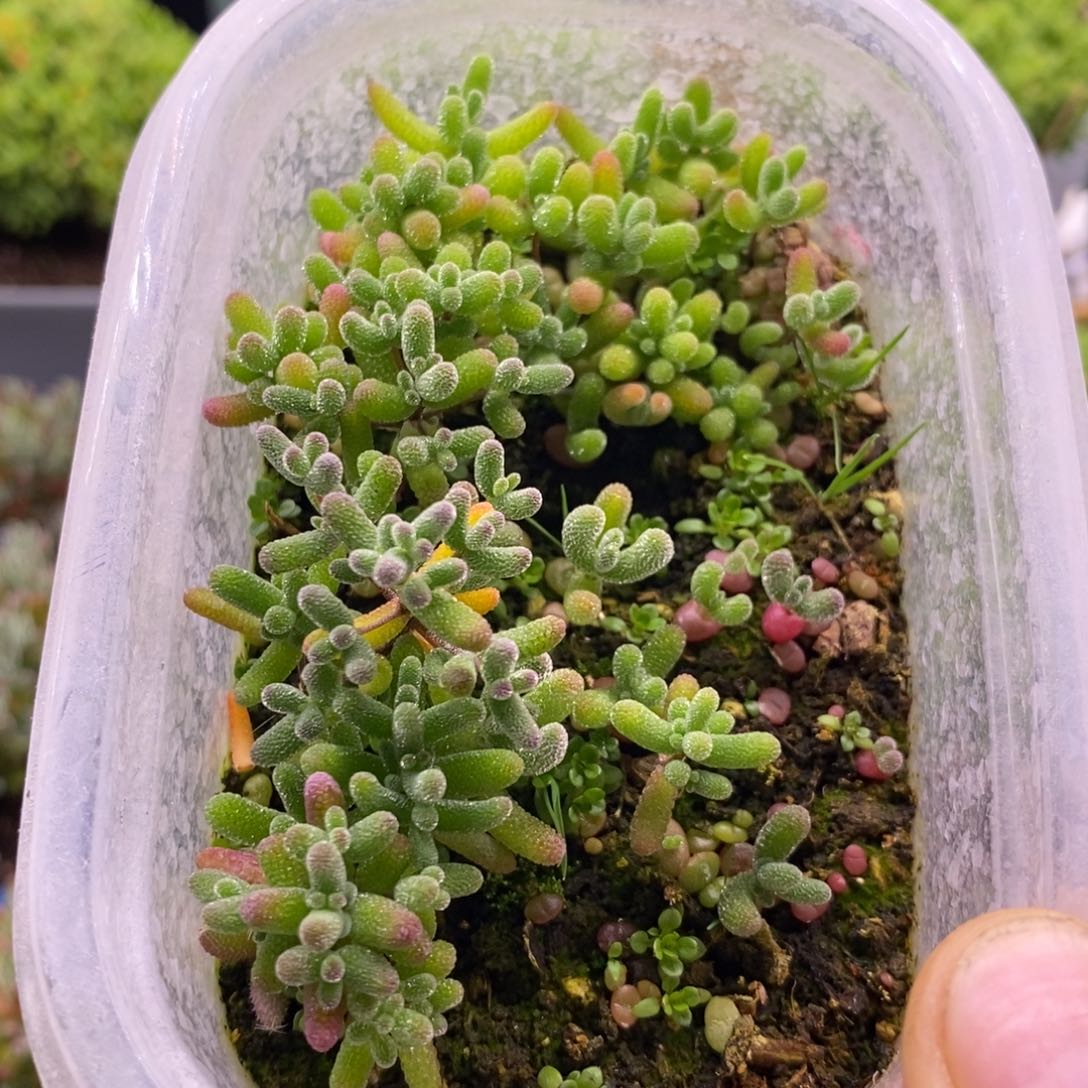 临*52混合小苗。   
