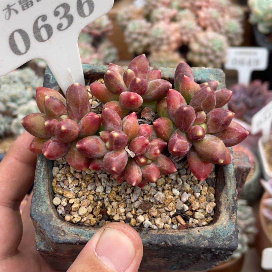 0368千代田不带盆9厘米