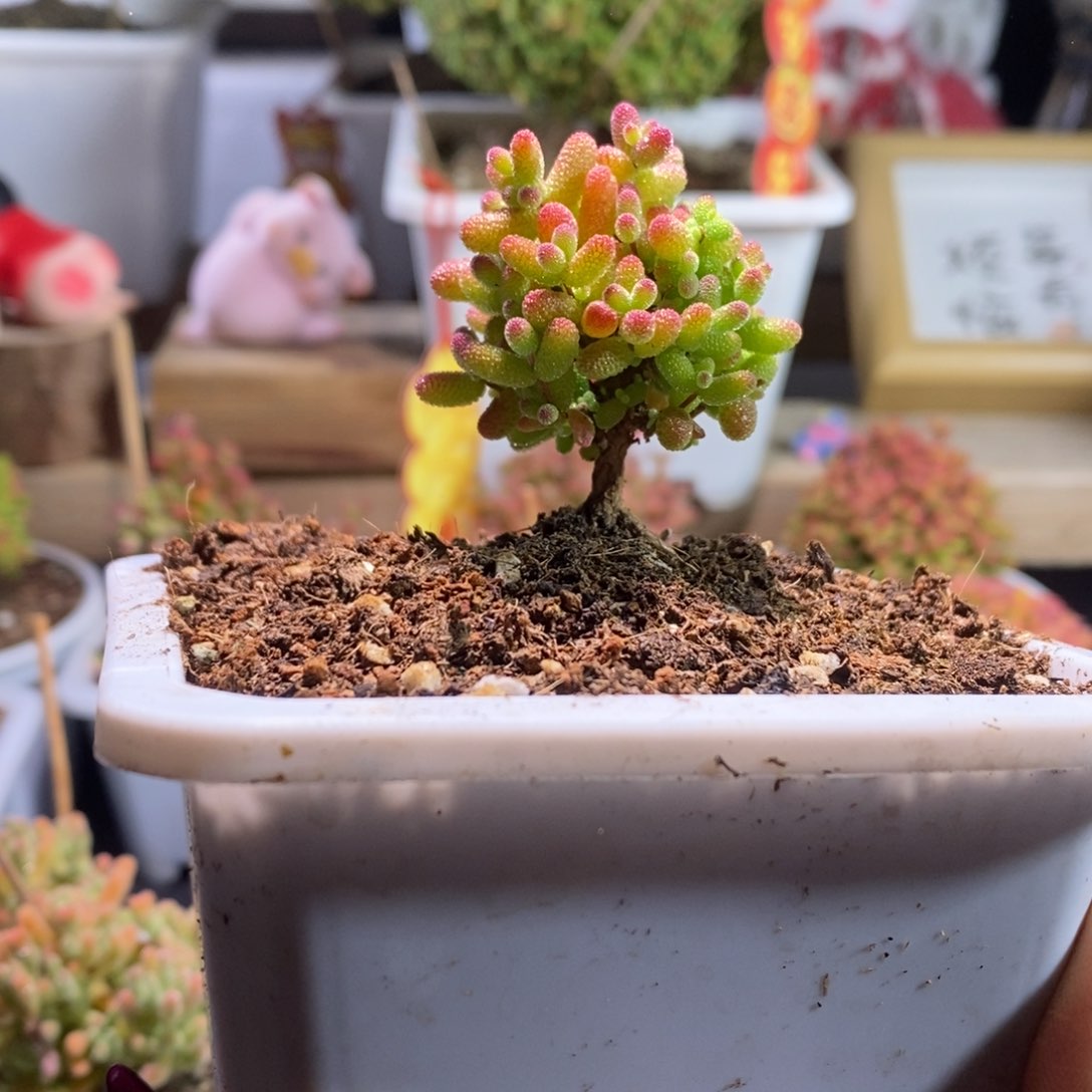 蜜橘带盆土发货一物一拍