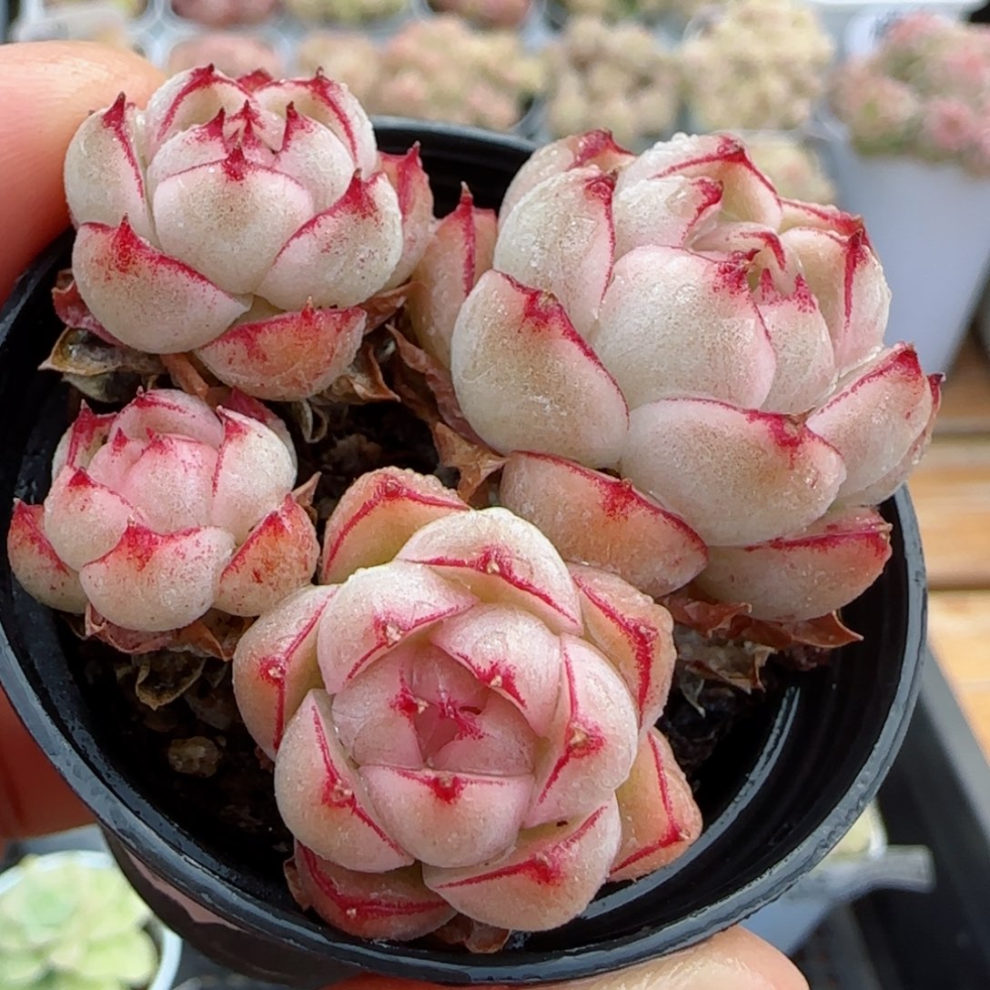 【闪购商品】0225-14边线包子