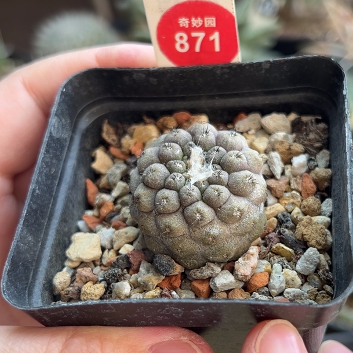 实生上蜡有刺尤仙人3.2cm侧面有斑