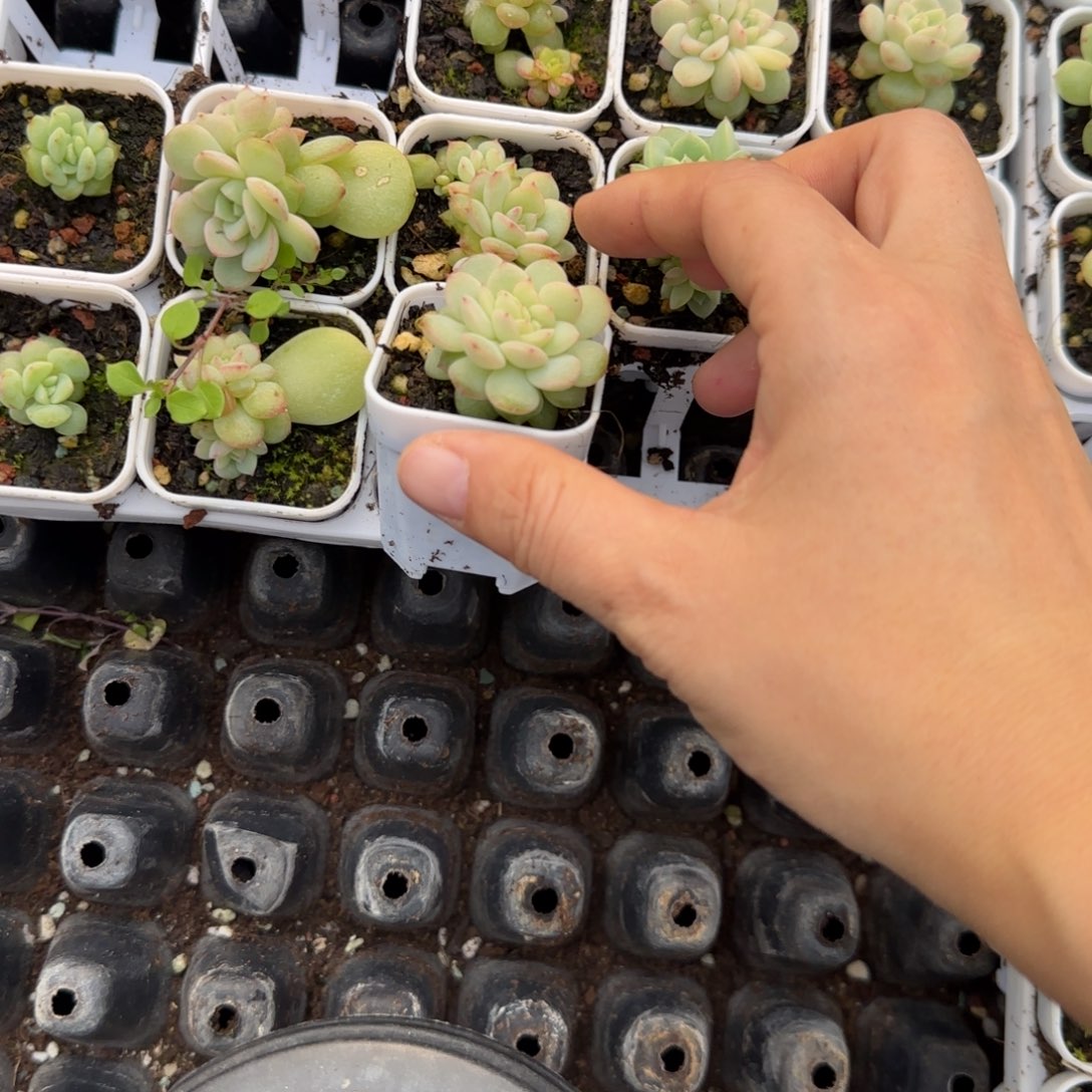 半***芒云间疑似盆外棚一个满25包邮