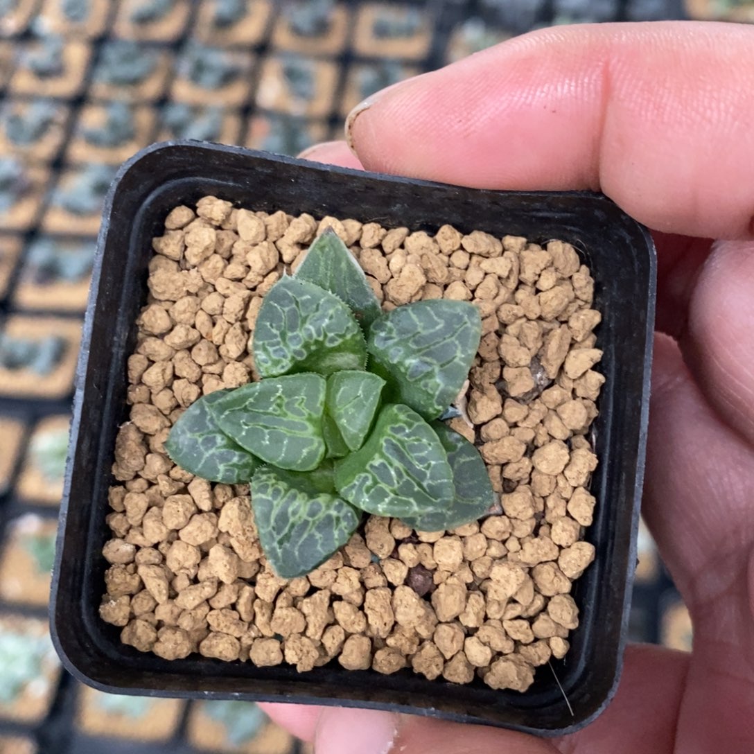 3111 一颗生生不息 高货 元旦福利