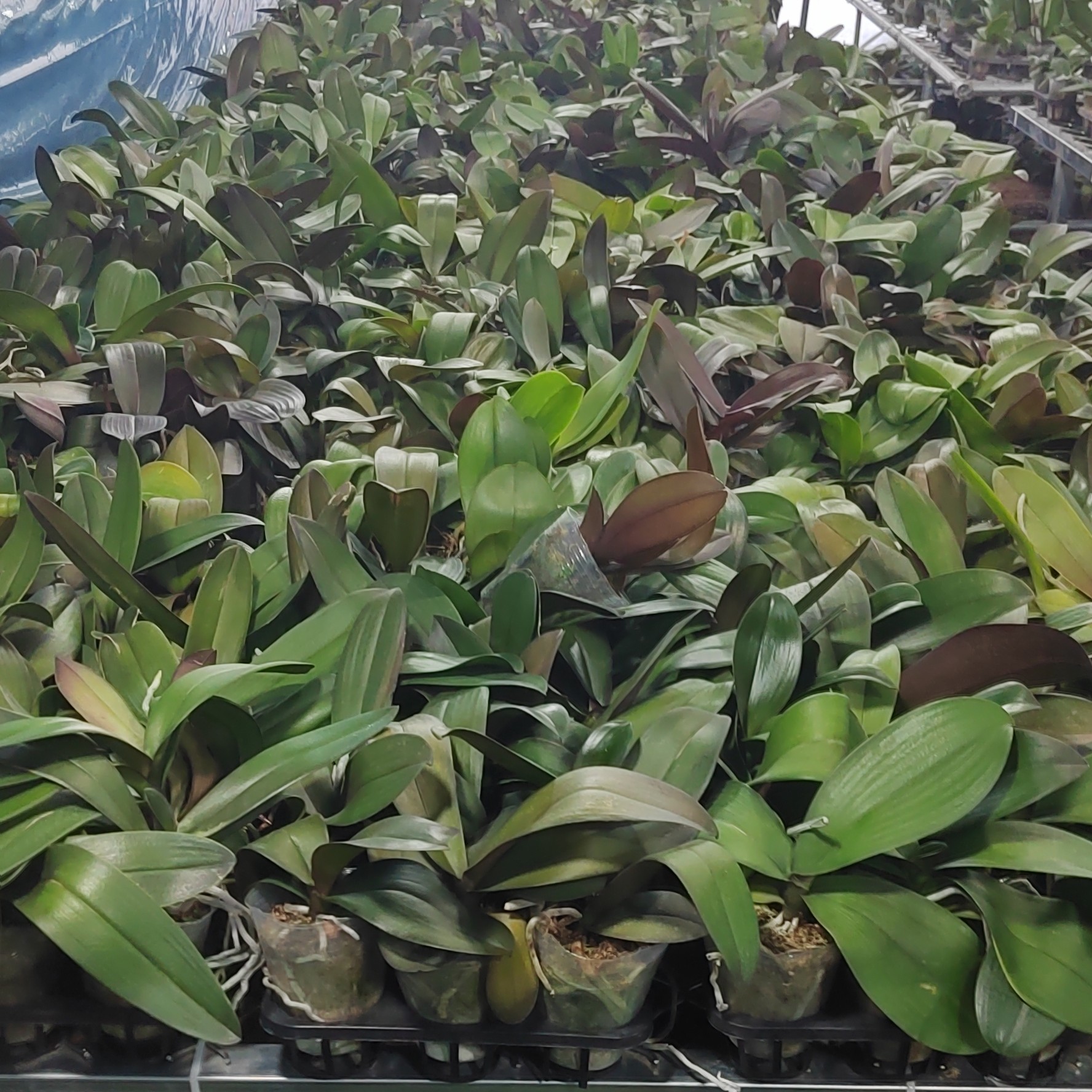 花后叶损苗5颗，【盲盒】非茎腐不售后，介意勿拍