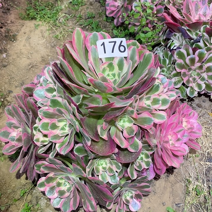 多肉植物法师176分女郎