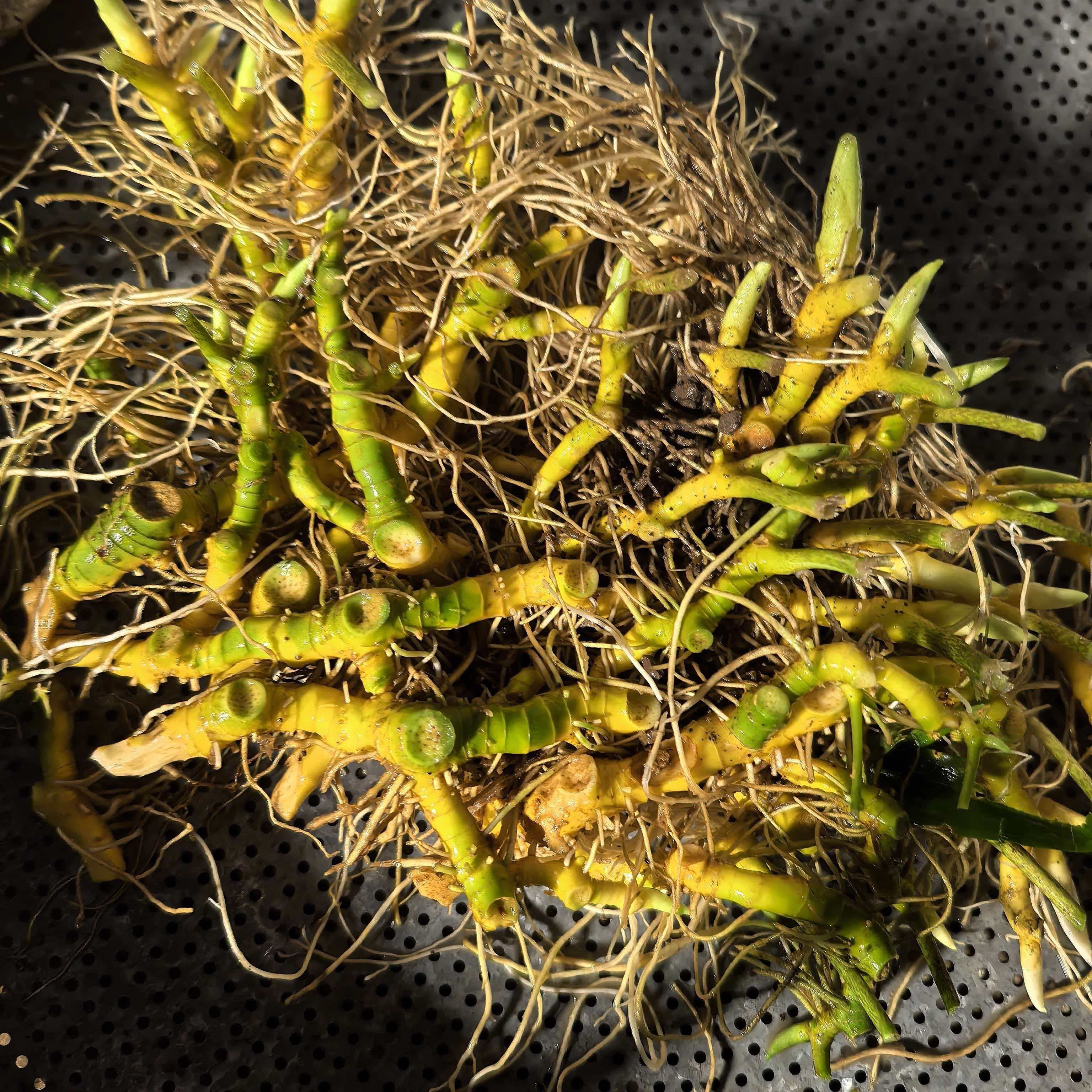 恩施山货大玉竹黄脚鸡地管子铃铛菜地节竹根七