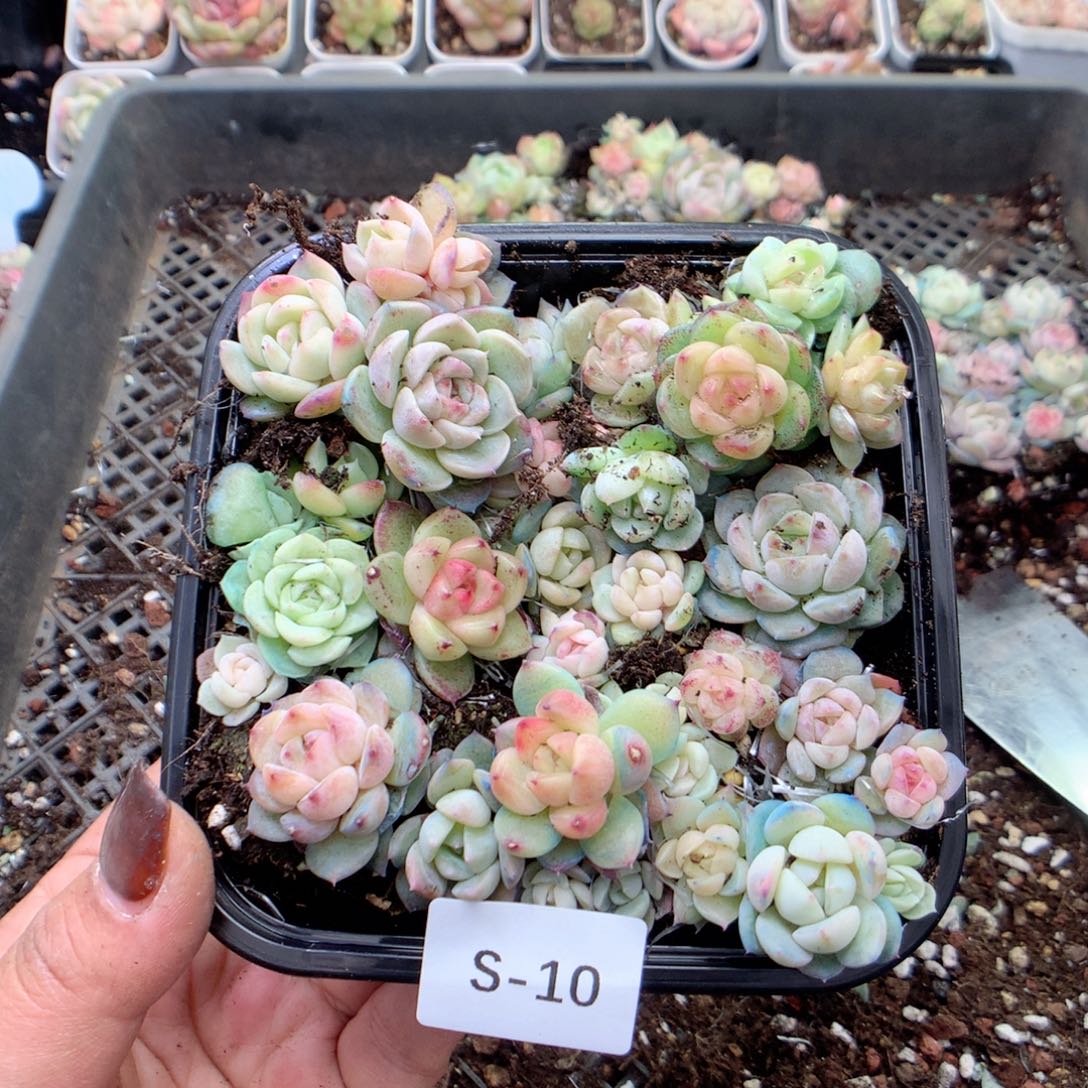 无花朵S10月英语英语