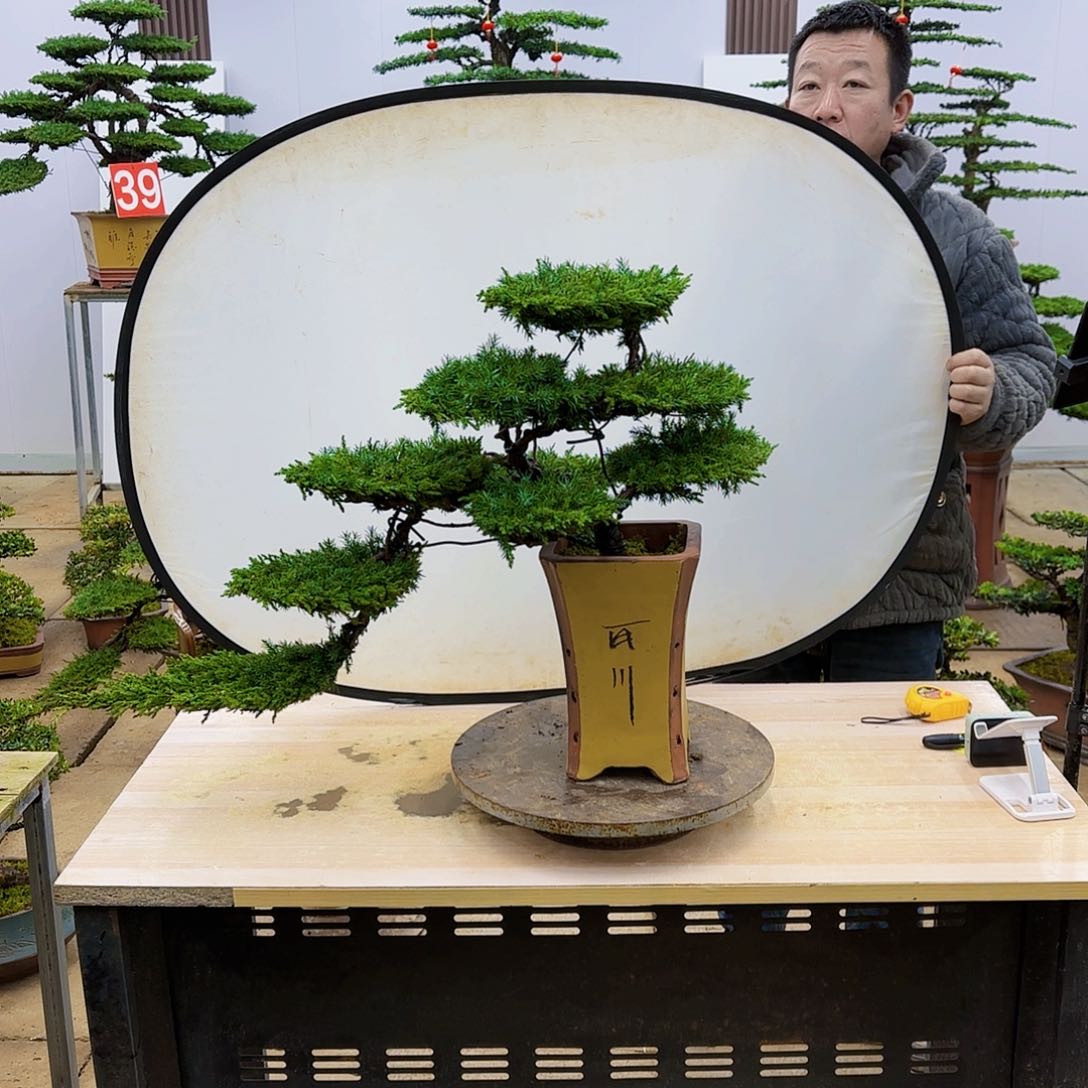 盆景直播间一物一拍