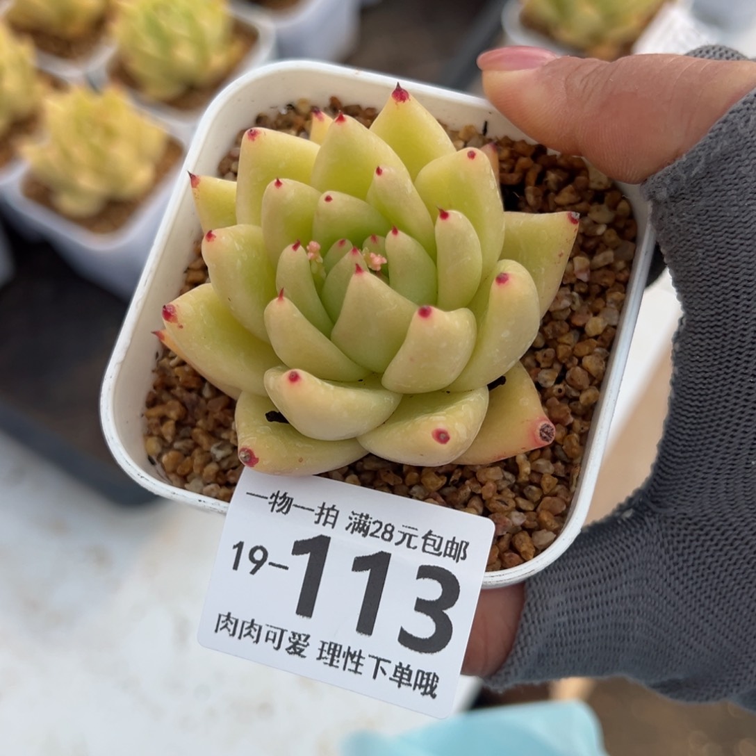 黄金玛利亚多肉多肉多肉多肉