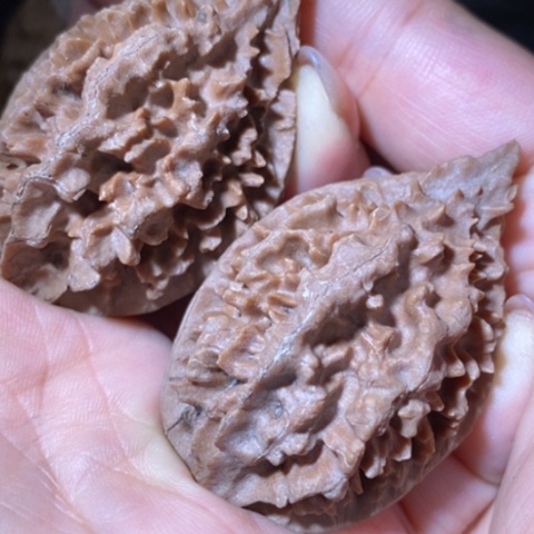 把件文玩核桃东北野生楸子小美90