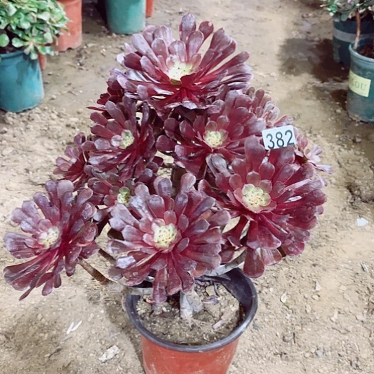 382红铜老桩法师