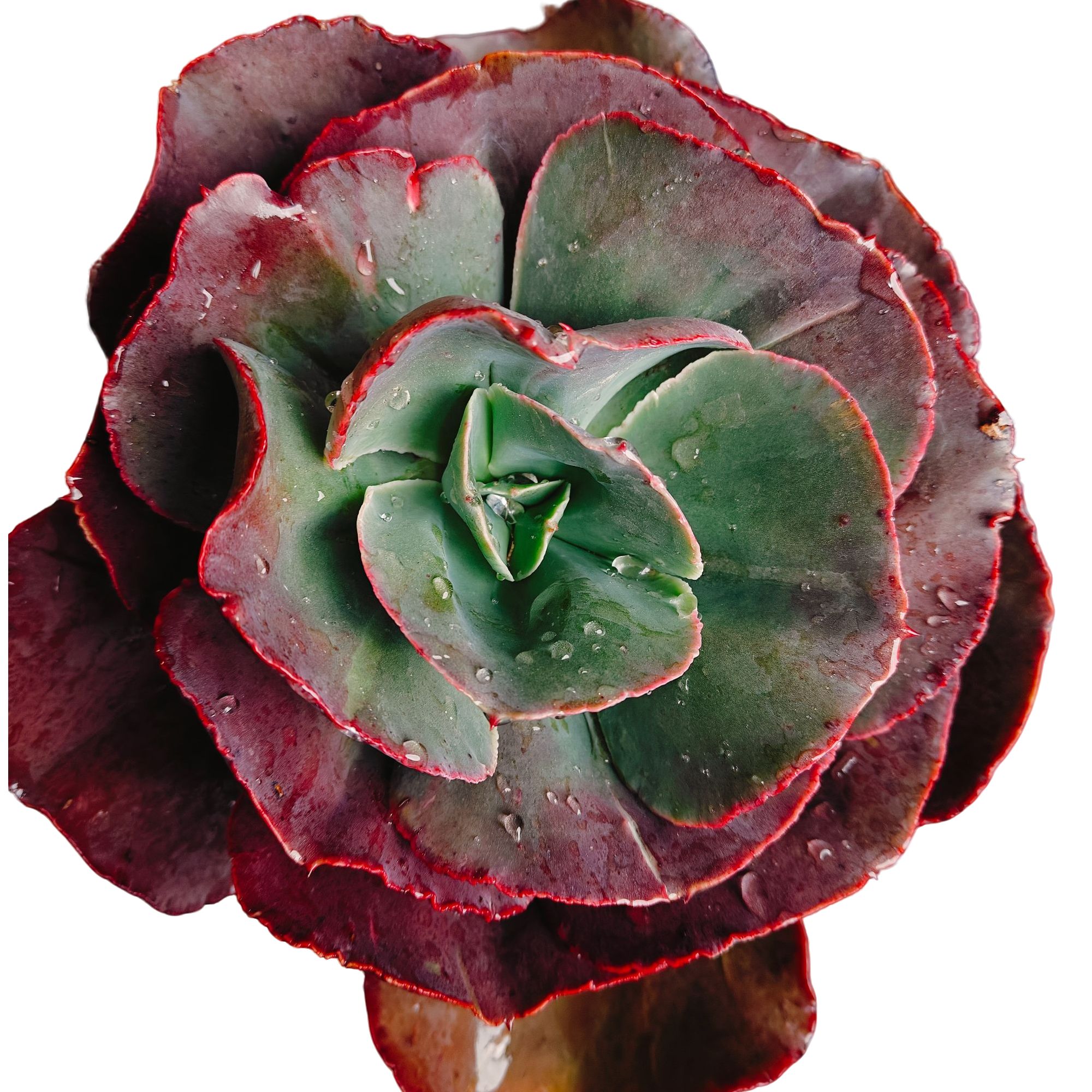 精品多肉   单头秀妍玫瑰